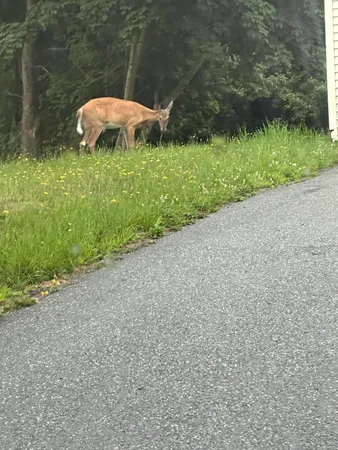 $125,000 | Lot 60 Tenan Lane, Cherryfield, ME 04622