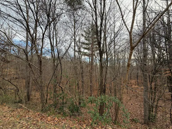 a view of a yard with large trees