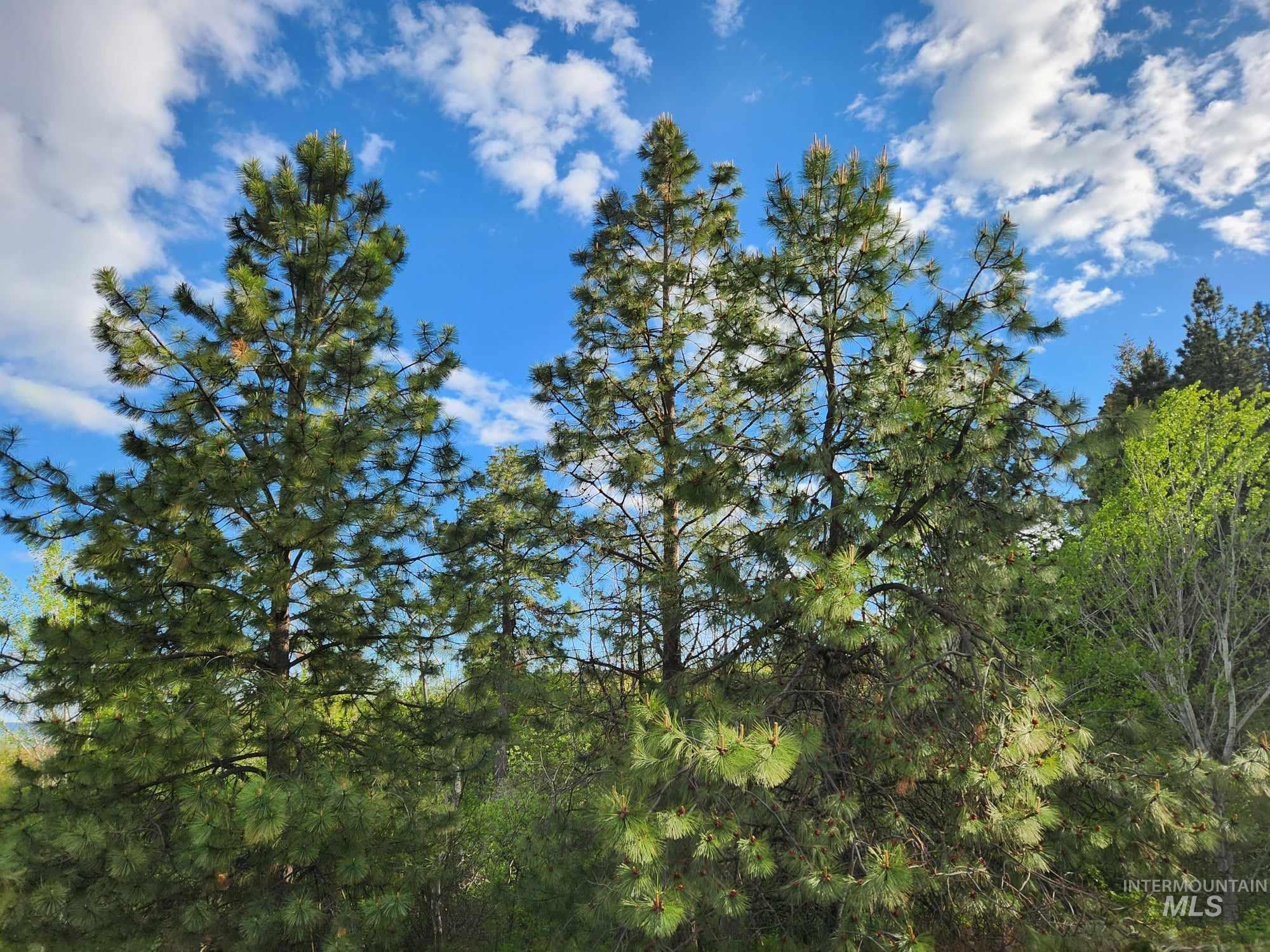 Tbd Ken Trail Moscow, ID 83843 - Photo 3 of 9 View of woods