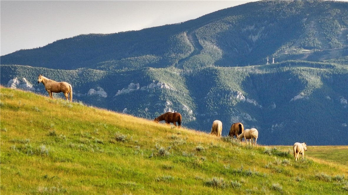581 Willow Creek Road Red Lodge, MT 59068 - Photo 39 of 50 Gallery Image 39