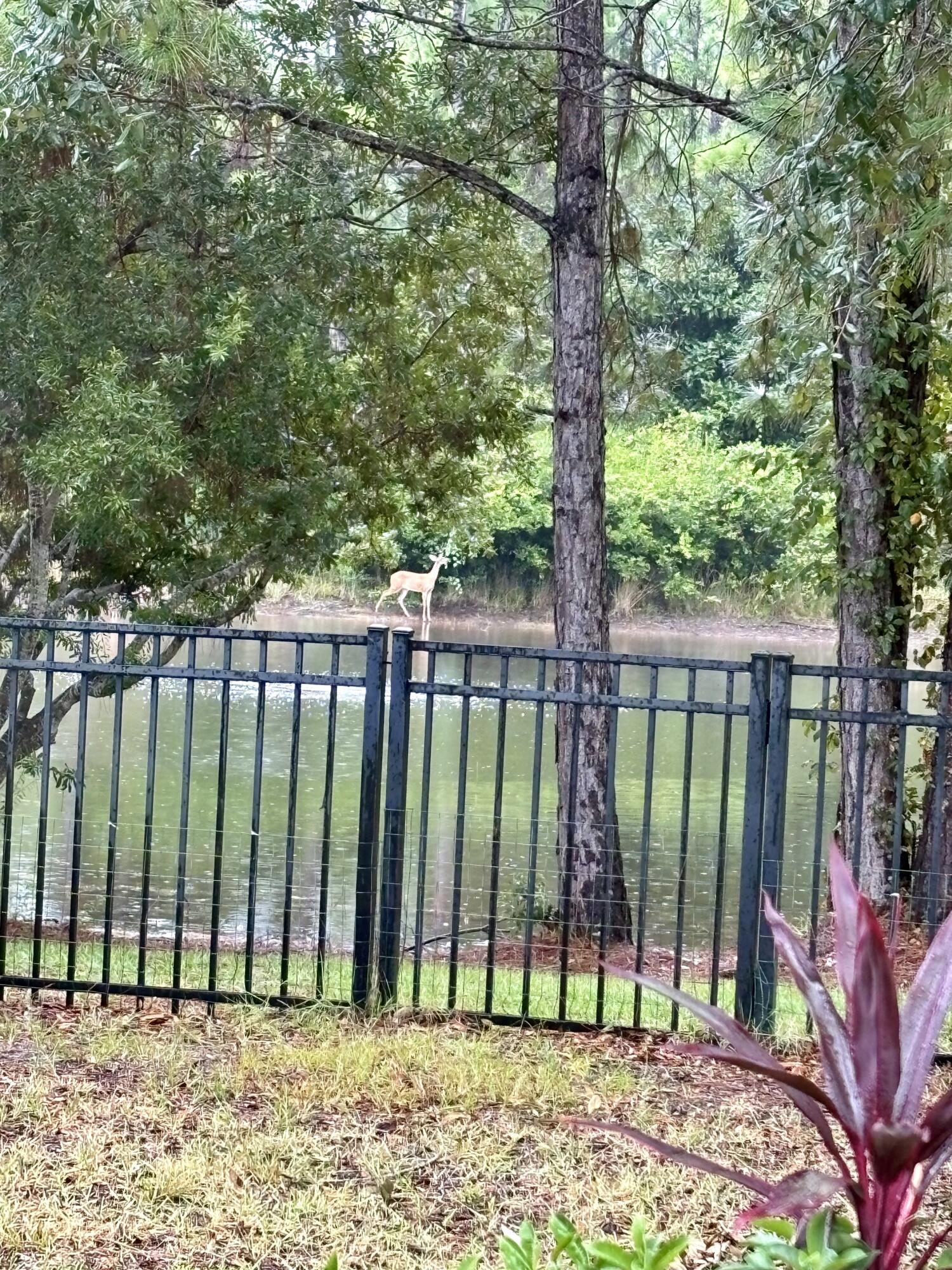 118 South Harborview Road Santa Rosa Beach, FL 32459 - Photo 57 of 62 Deer