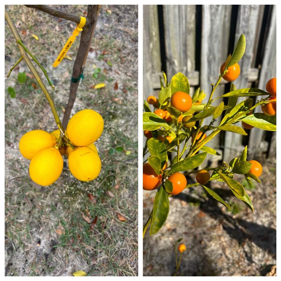118 South Harborview Road Santa Rosa Beach, FL 32459 - Photo 58 of 62 Fruit Trees