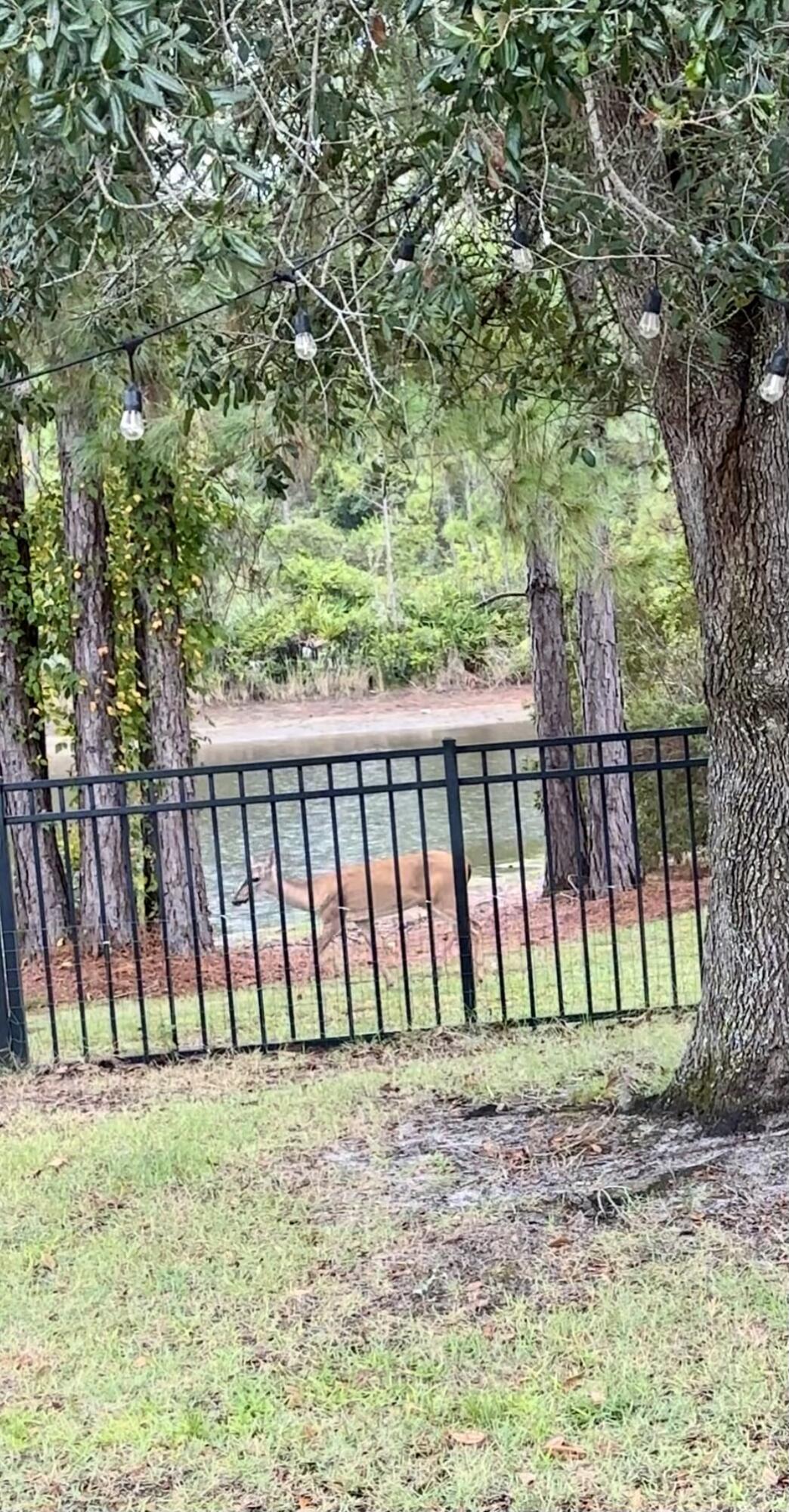 118 South Harborview Road Santa Rosa Beach, FL 32459 - Photo 60 of 62 Deer