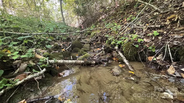 a view of a forest with a tree