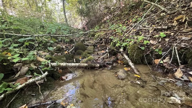 a view of a forest with a tree