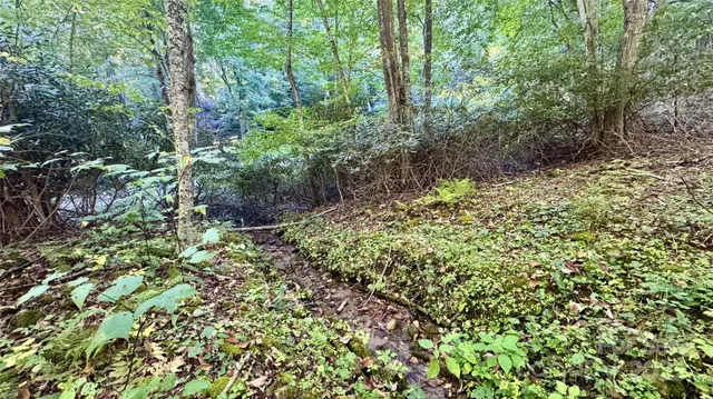 a plant view in yard