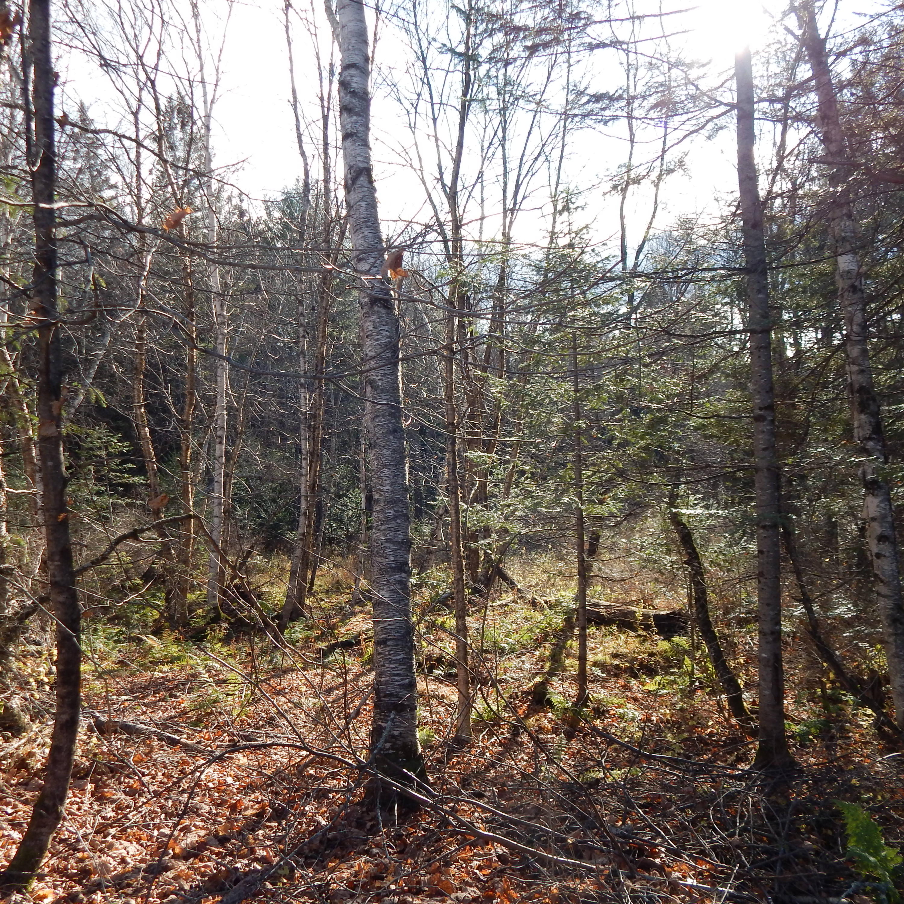 69 Herring Tract Road Willimantic, ME 04443 - Photo 57 of 60 DSCN0103