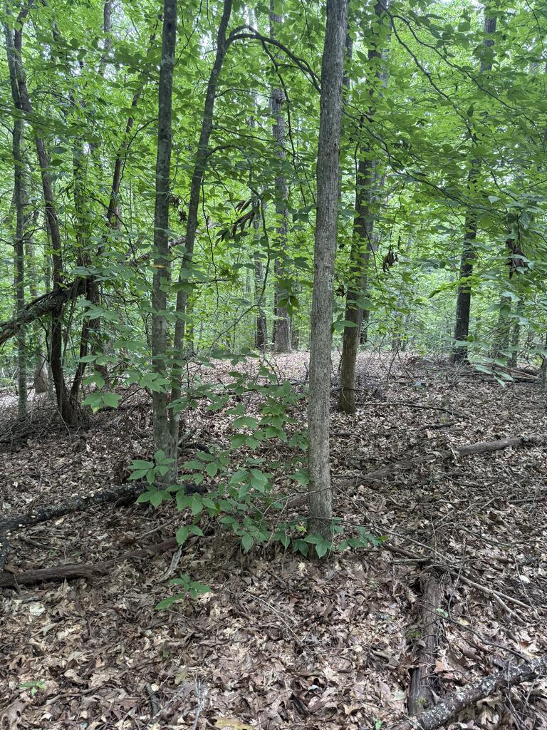 0 Henson Road Hayesville, NC 28904 - Photo 27 of 28 Gallery Image 27