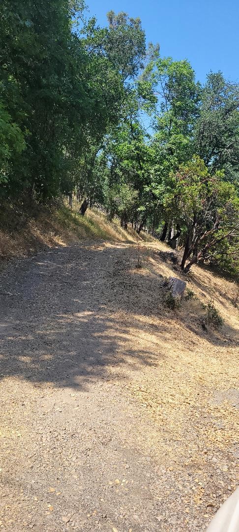 6151 Sunrise Drive Lower Lake, CA 95457 - Photo 5 of 14 a view of a yard with a tree