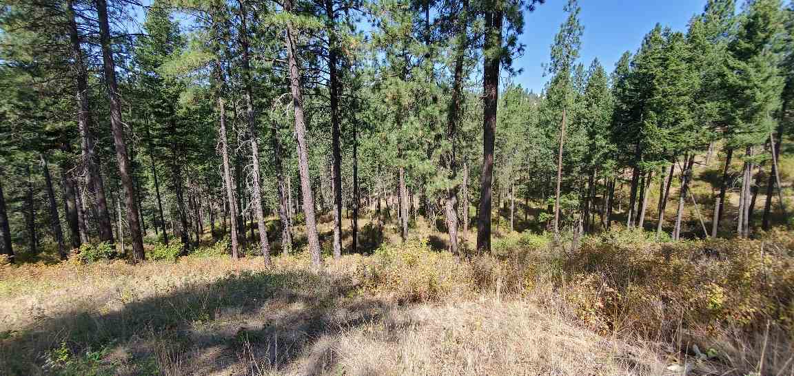 190-xx North Holcomb Road Mead, WA 99021 - Photo 9 of 16