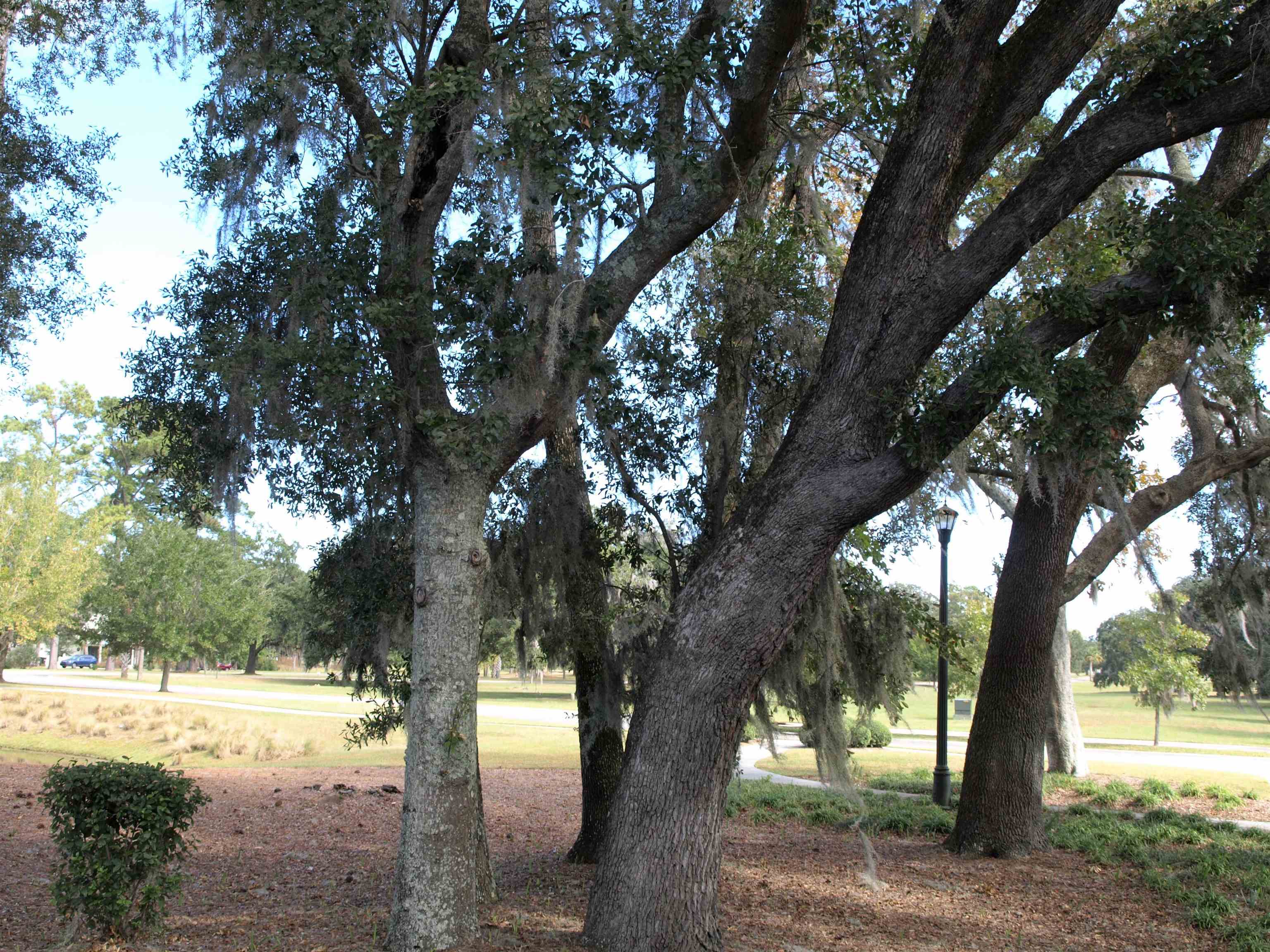 Lot 136 Oaklawn Road Georgetown, SC 29440 - Photo 1 of 23 Gallery Image 1