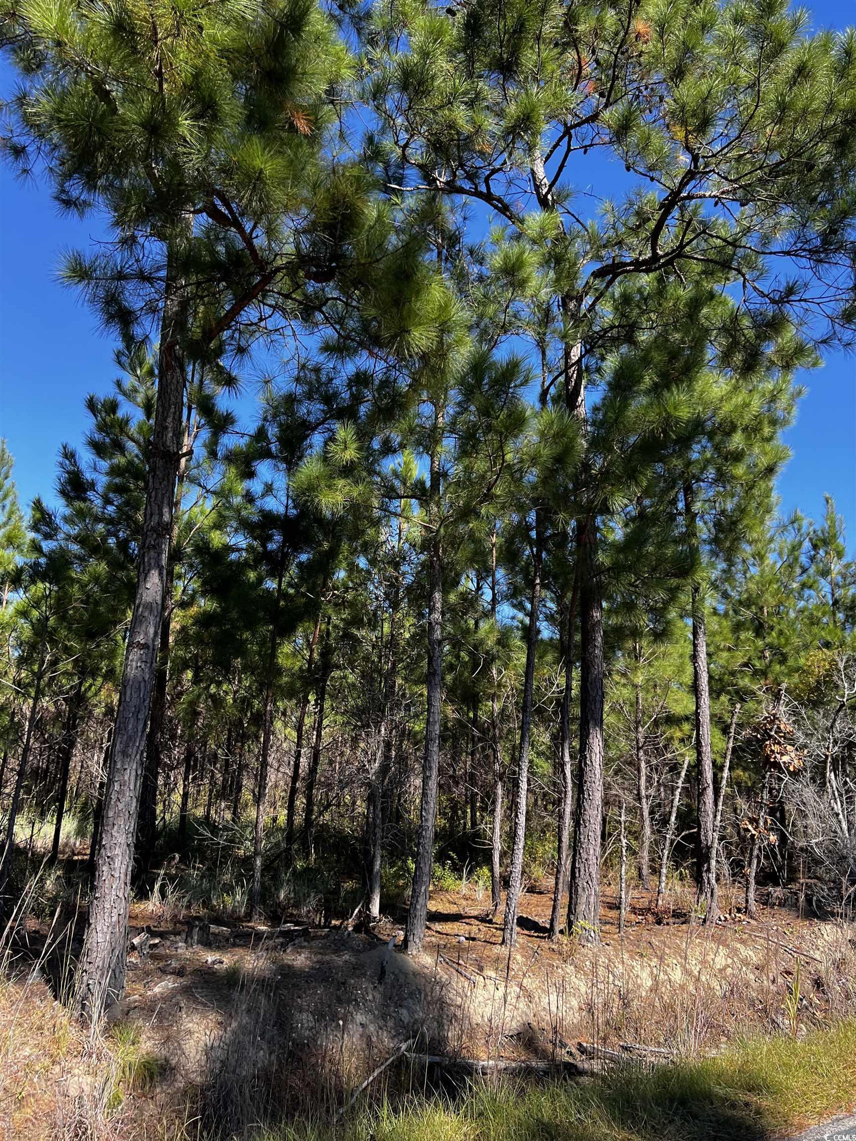 1677 Cockfield Road Scranton, SC 29591 - Photo 3 of 4