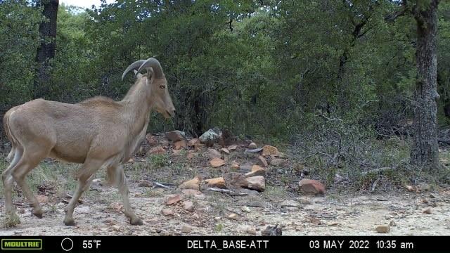 1390 Clayton Mt Road Gordon, TX 76453 - Photo 12 of 21 a view of a forest filled with trees