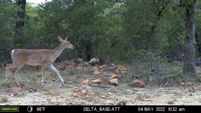 1390 Clayton Mt Road Gordon, TX 76453 - Photo 13 of 21