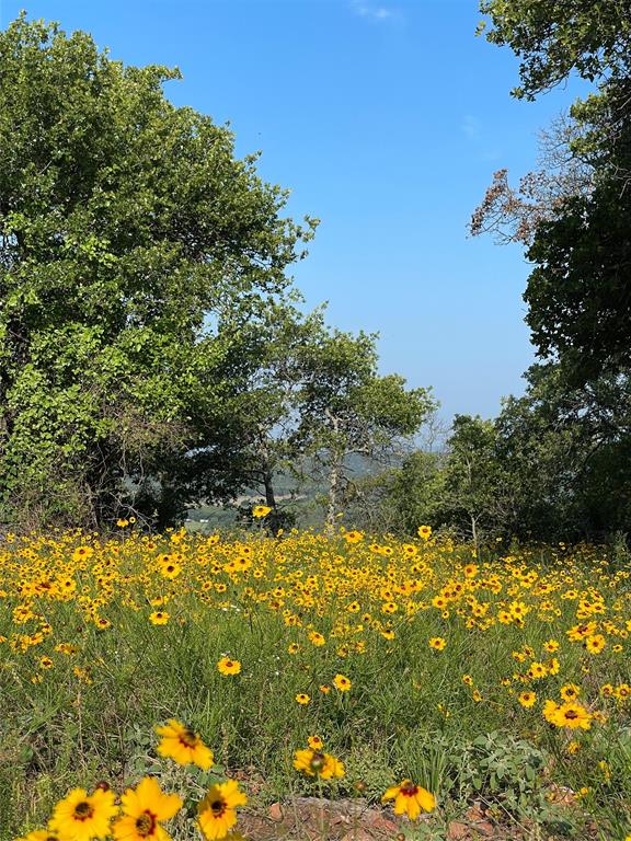 1390 Clayton Mt Road Gordon, TX 76453 - Photo 17 of 21 a view of yard with large tree