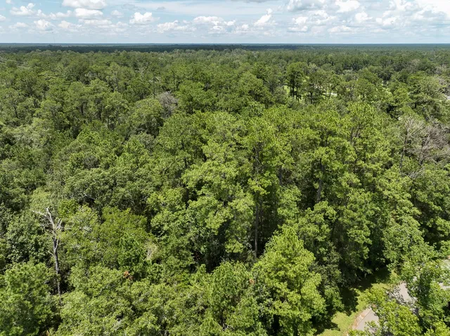 a view of a forest with a tree