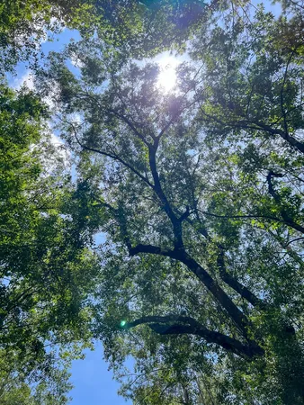 a view of a tree in a yard