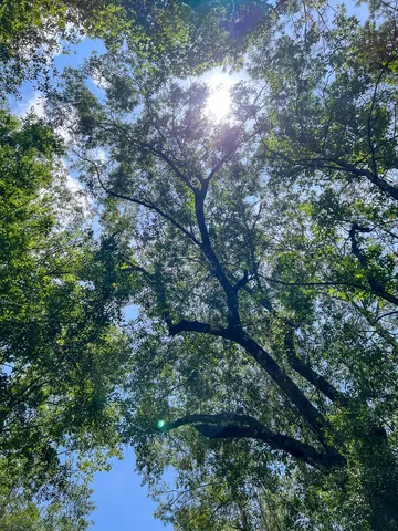 a view of a tree in a yard