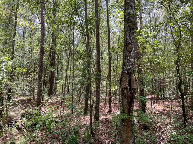 a view of outdoor space and green space