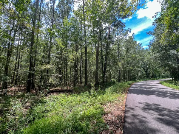 a view of forest