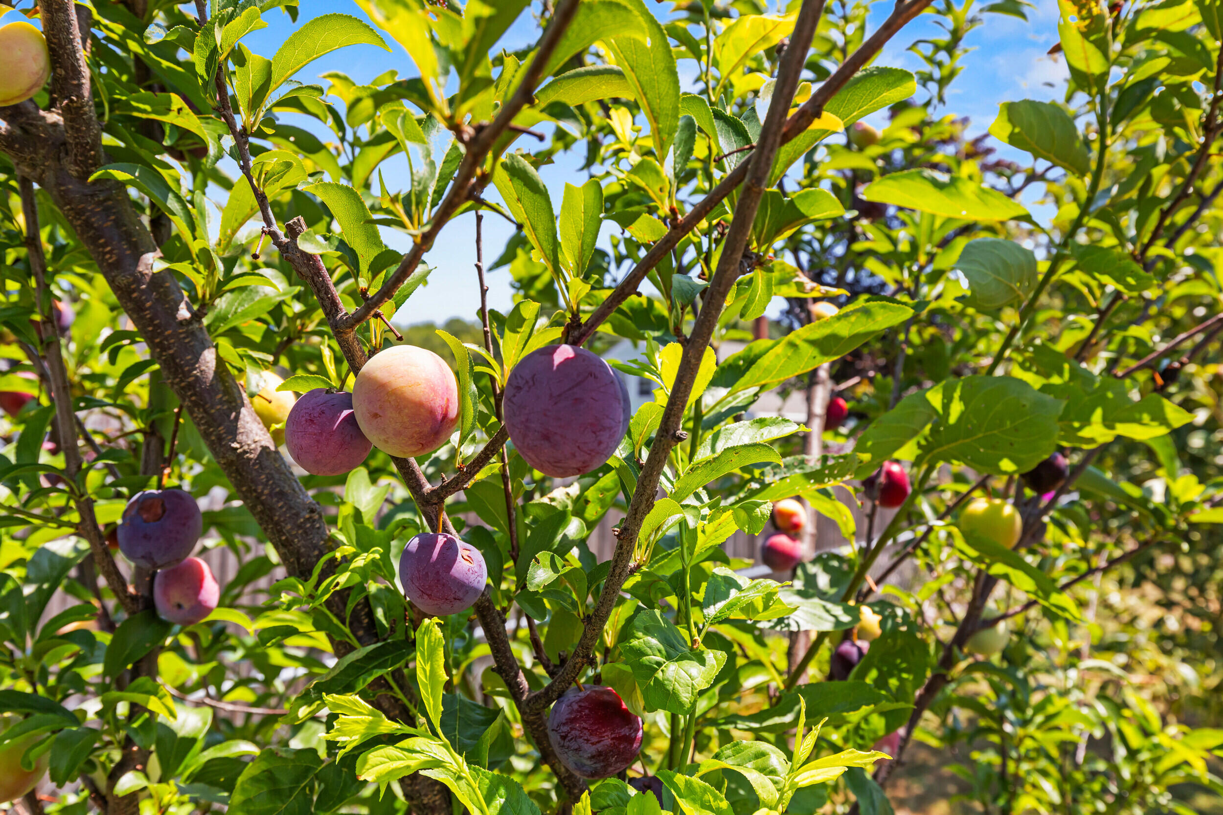 7 Willett Street Biddeford, ME 04005 - Photo 27 of 32 Fruit Tree