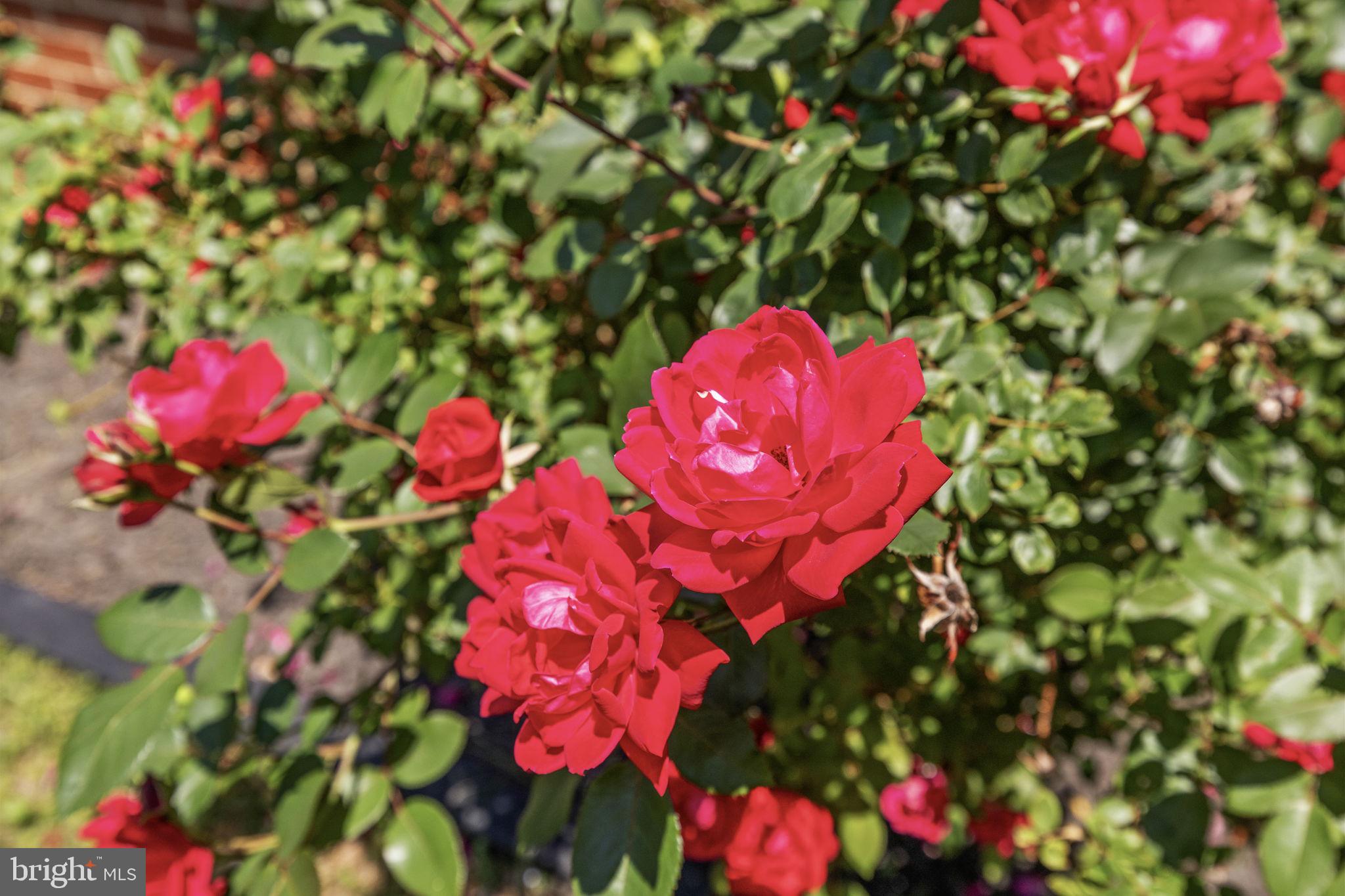 17195 Oakshade Road Orange, VA 22960 - Photo 23 of 31 Vibrant blooms in radiant red hues.
