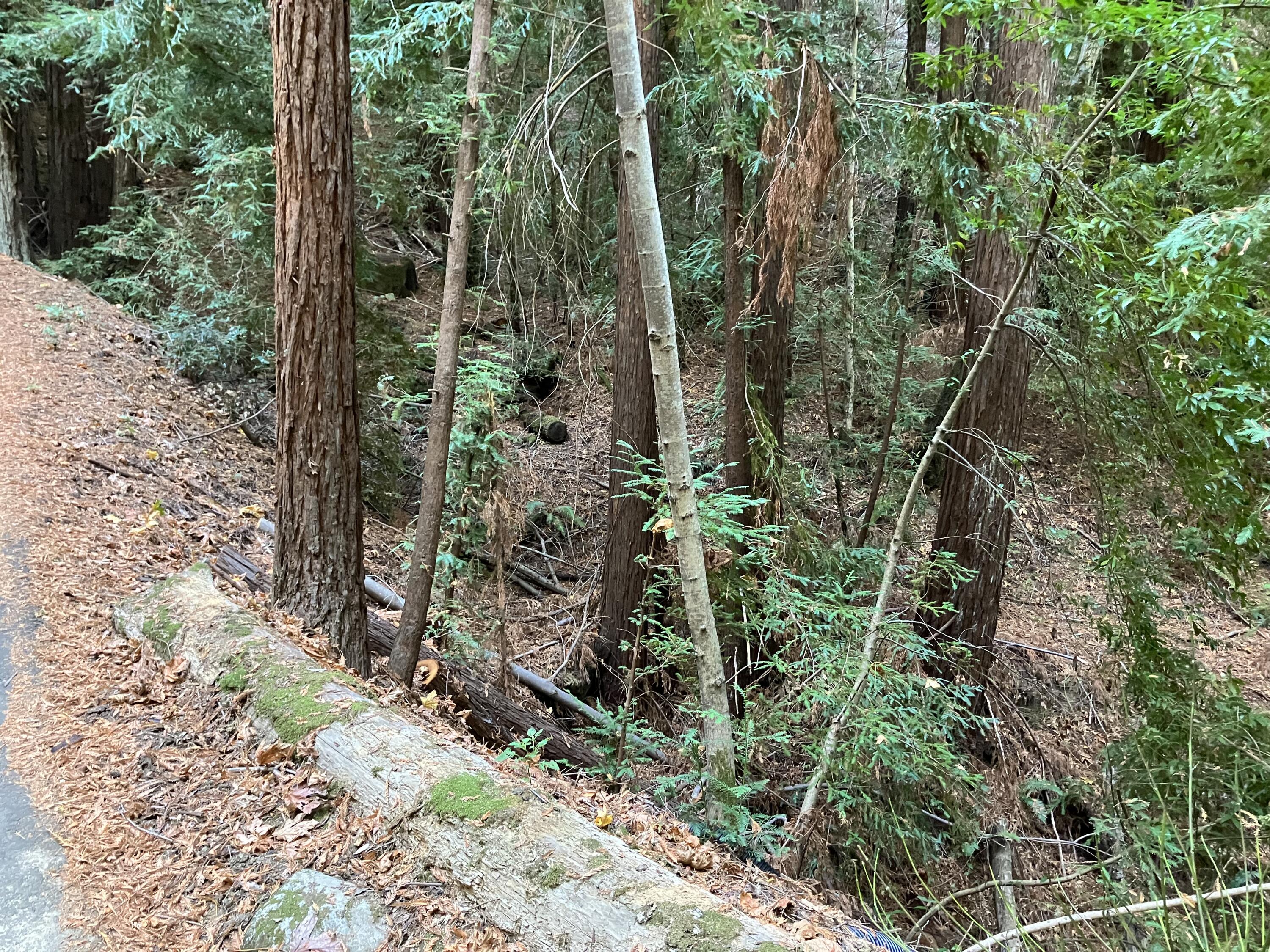 0 Old Logging Road Los Gatos, CA 95033 - Photo 4 of 17 IMG_2735 (1)