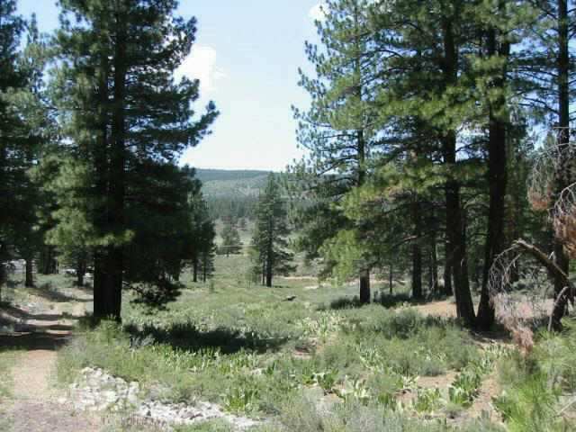 13630 Russell Valley Road Truckee, CA 96161 - Photo 5 of 5