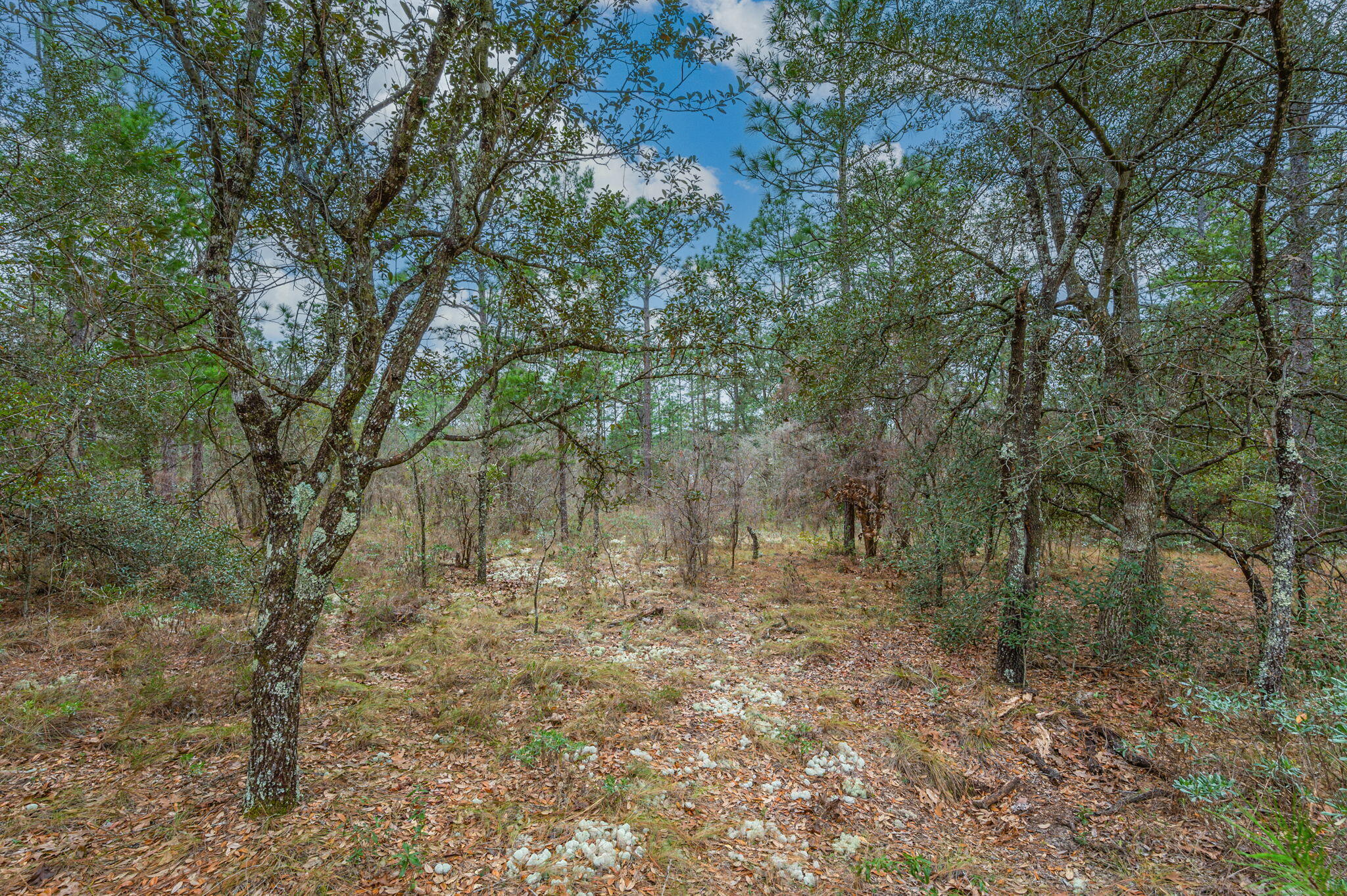 4860 Grassy Pond Road Chipley, FL 32428 - Photo 8 of 21 Stay awhile