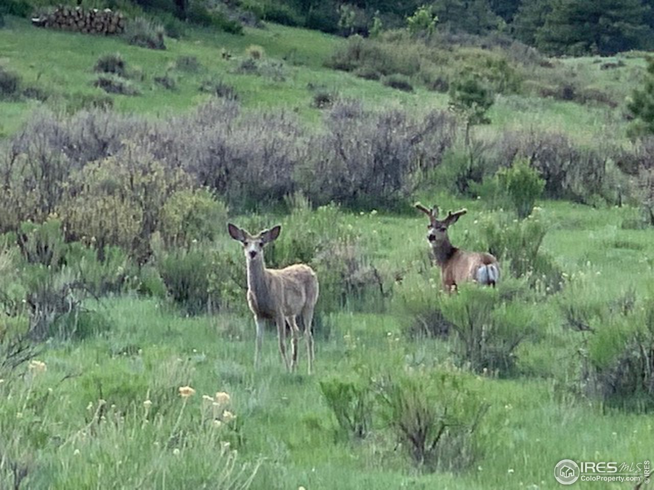 0 Open Range Road Road Lyons, CO 80540 - Photo 2 of 9