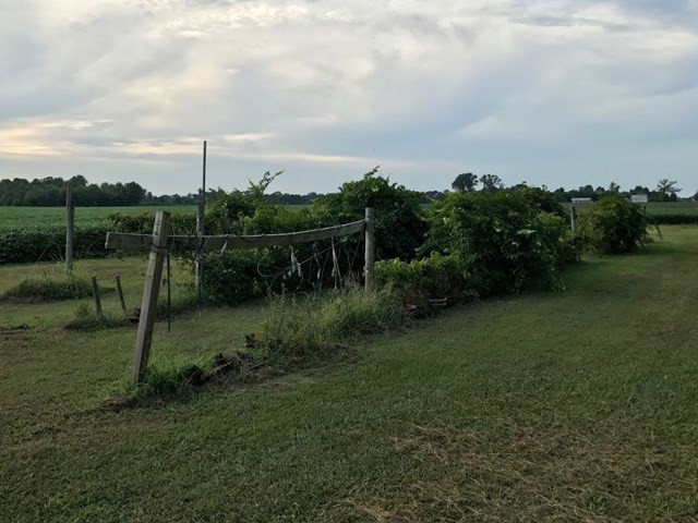 11920 Suttontown Road Faison, NC 28341 - Photo 19 of 21 GRAPE VINES