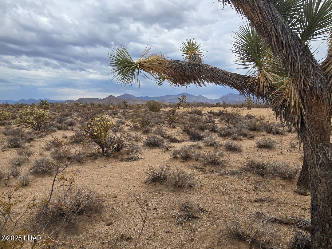450 South Kit Carson Road Yucca, AZ 86438 - Photo 12 of 20 One of Many Joshua Trees