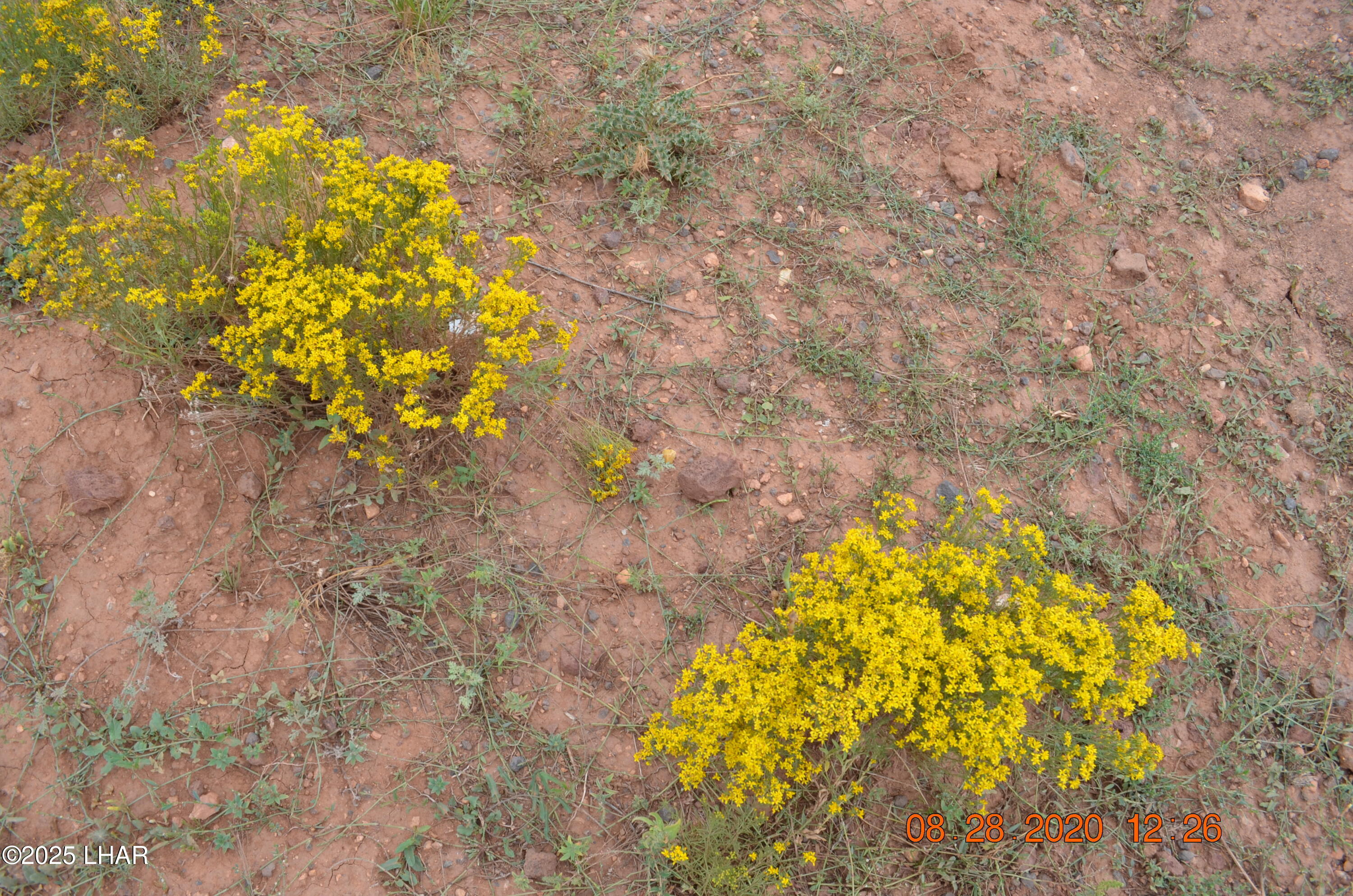 450 South Kit Carson Road Yucca, AZ 86438 - Photo 14 of 20 Lots of Colorful Vegetation