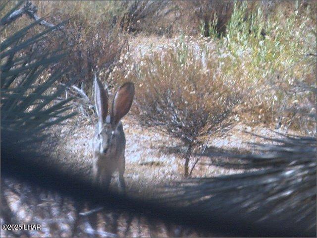 450 South Kit Carson Road Yucca, AZ 86438 - Photo 17 of 20 Wildlife in Area