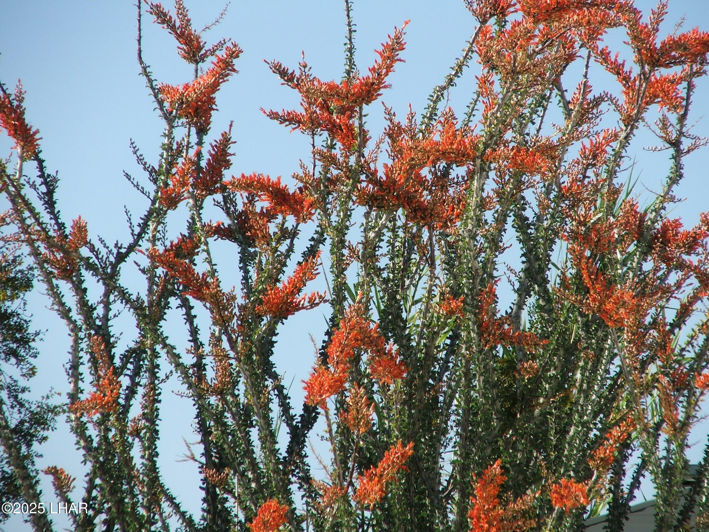 450 South Kit Carson Road Yucca, AZ 86438 - Photo 8 of 20 Ocotillo Cactus