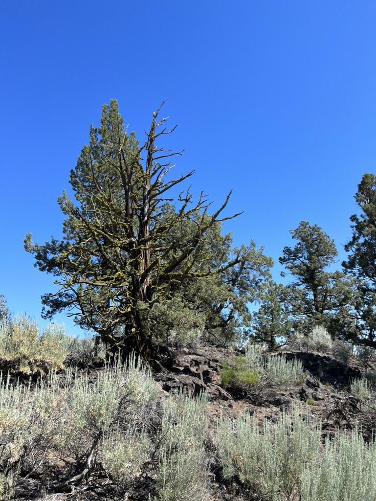22957 Ghost Tree Lane, Unit 333 Bend, OR 97701 - Photo 8 of 21 natural features
