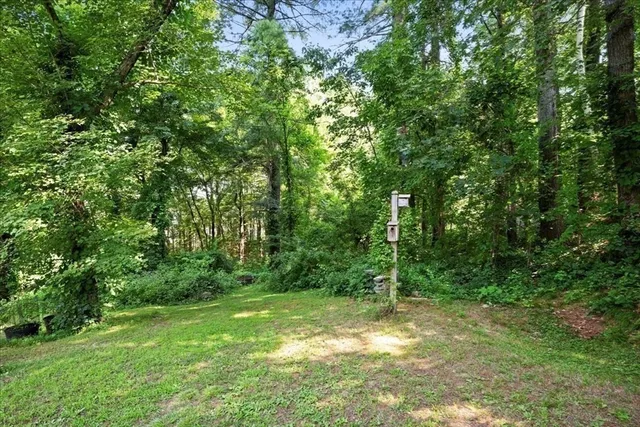 a view of a forest with a trees