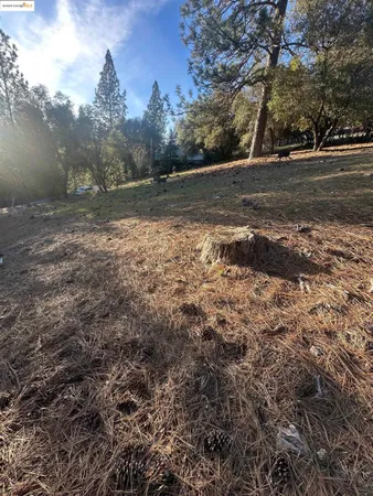 a view of dirt yard with a large tree