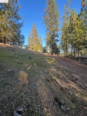 a view of dirt yard with a large tree