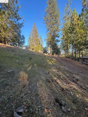 a view of dirt yard with a large tree