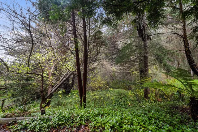 a view of a forest with trees