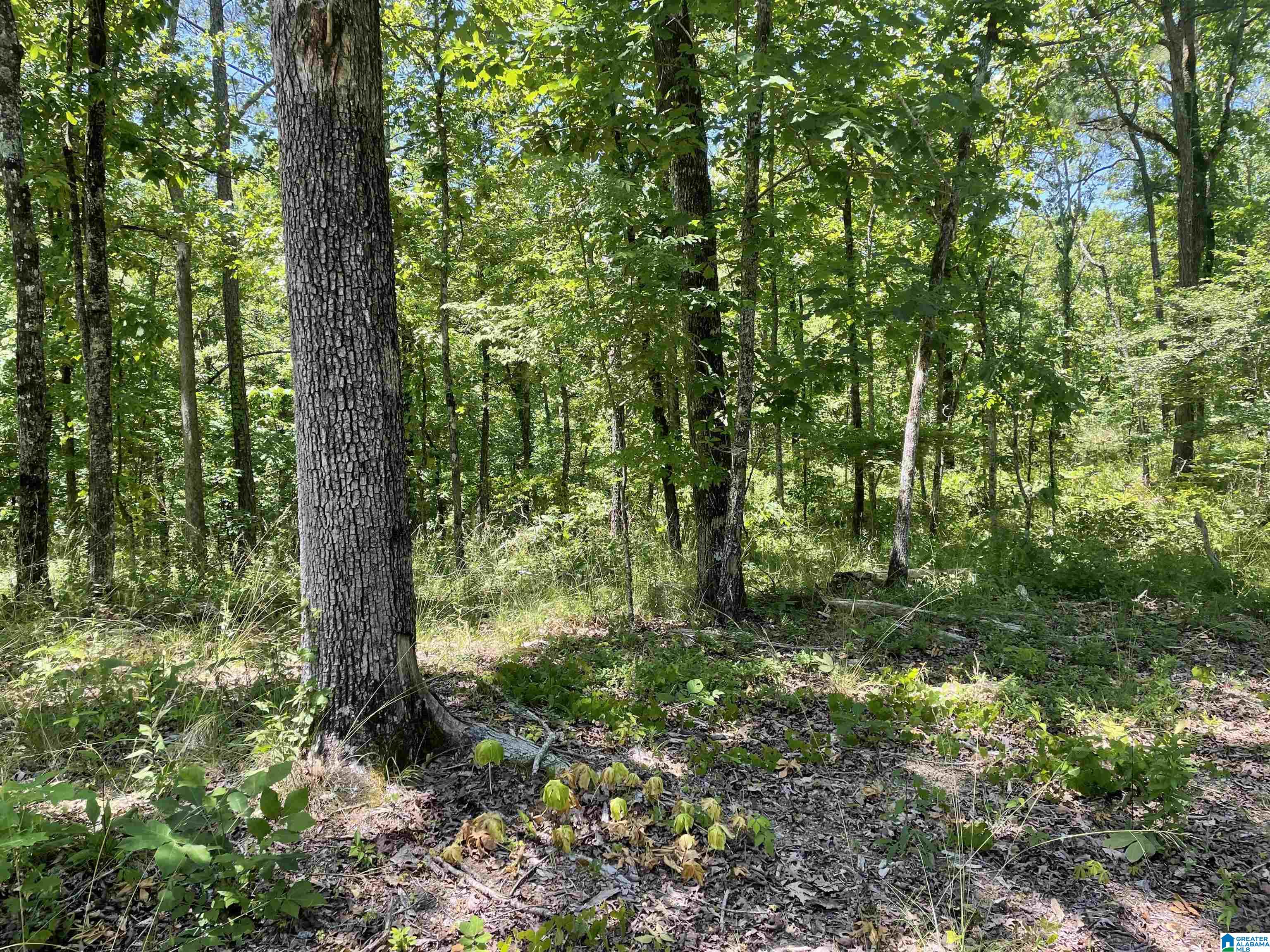 1721 Westover Road Sterrett, AL 35147 - Photo 3 of 10