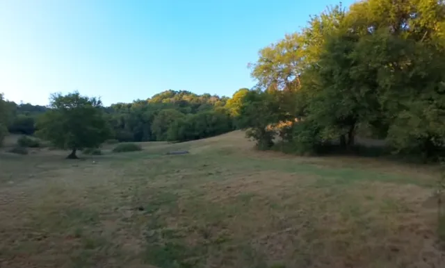 a view of a forest that has a tree