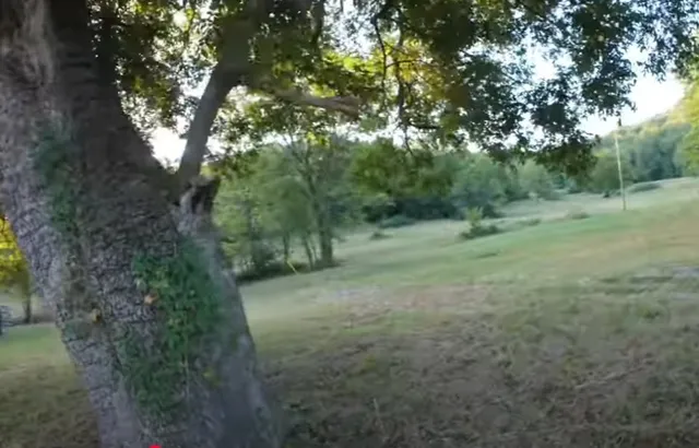 a view of a forest with a lake