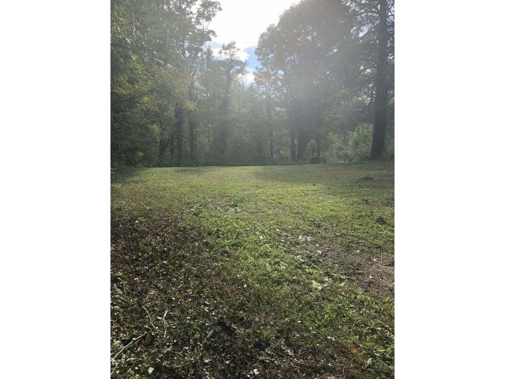103 Haines Road Erwin, TN 37650 - Photo 19 of 19 Light seeping through trees