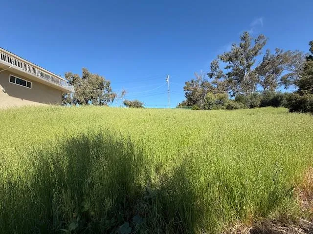 a view of a big yard with potted plants and large tree
