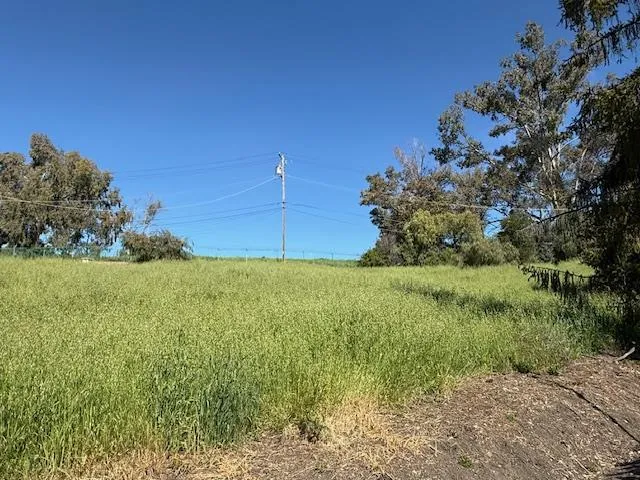 a green field with lots of bushes