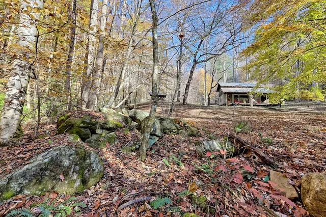 a view of a yard with plants and trees