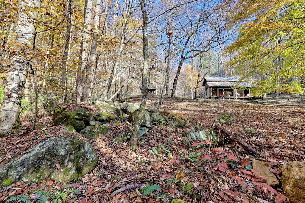 1307 Clear Creek Road Hayesville, NC 28904 - Photo 2 of 65 a view of a yard with plants and trees
