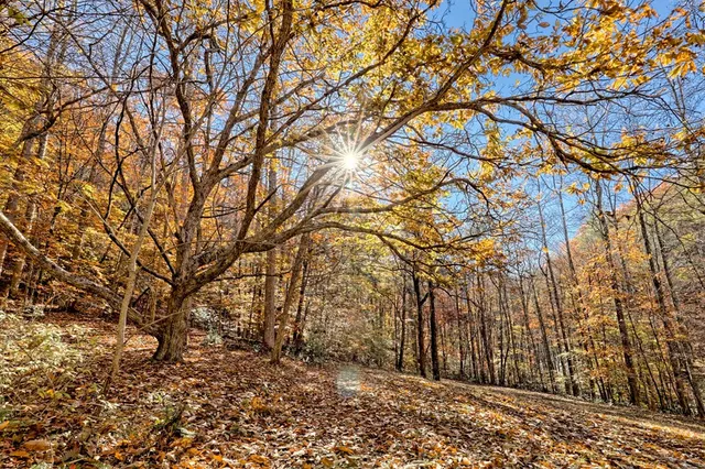 a backyard of a house with lots of trees